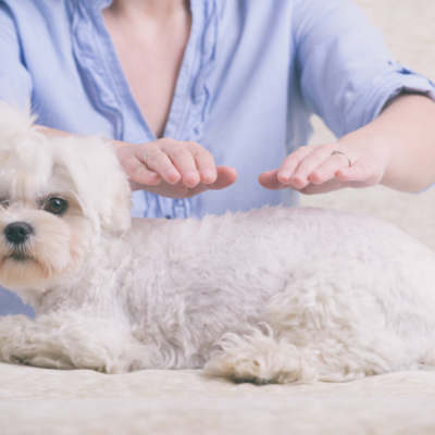 Reiki con animales