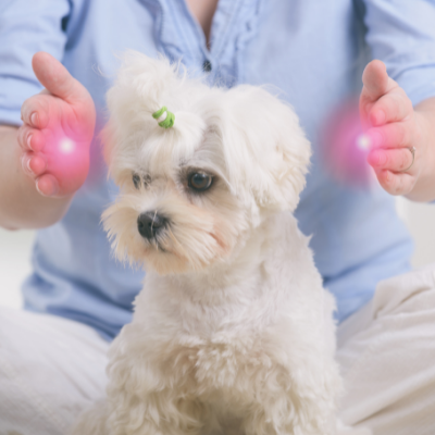 Reiki con animales